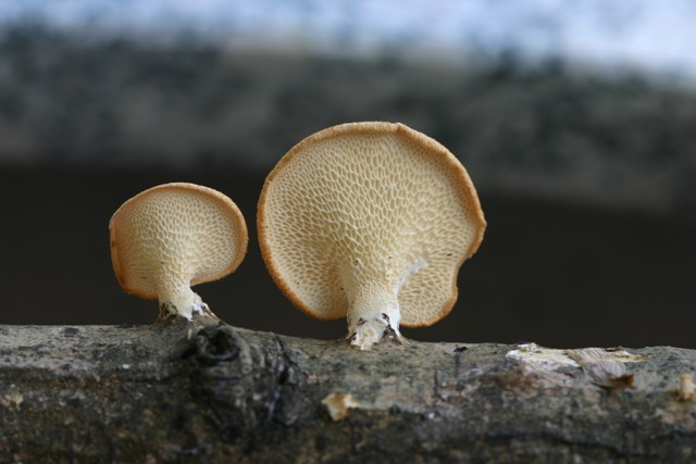 Polyporus alveolaris? (Polyporus alveolaris)